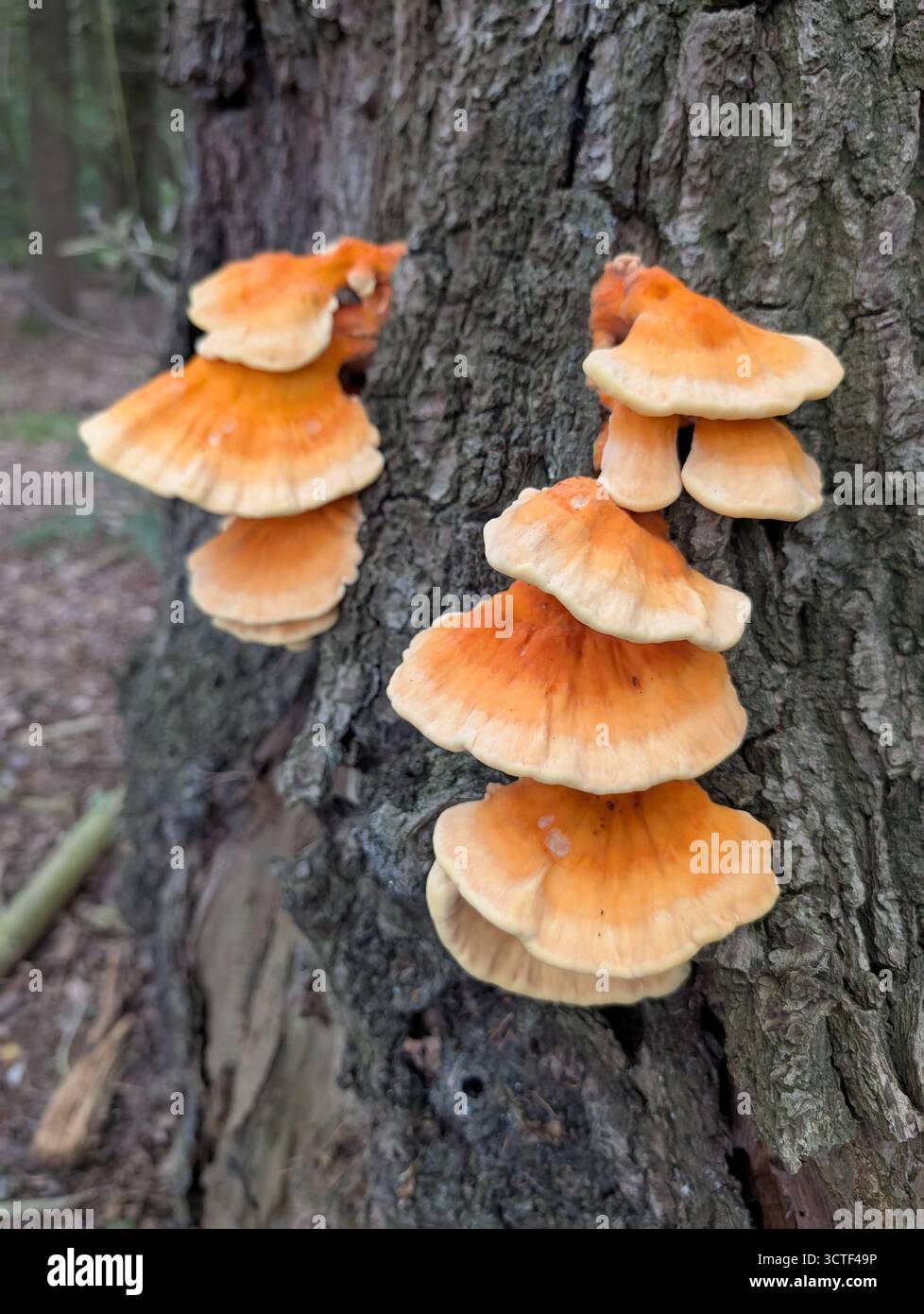 Un champignon de poulet des bois (Laetiporus sulphureus) saisissant s'accroche à un tronc d'arbre, affichant des teintes orange et jaune vives dans un écrin de forêt humide Banque D'Images