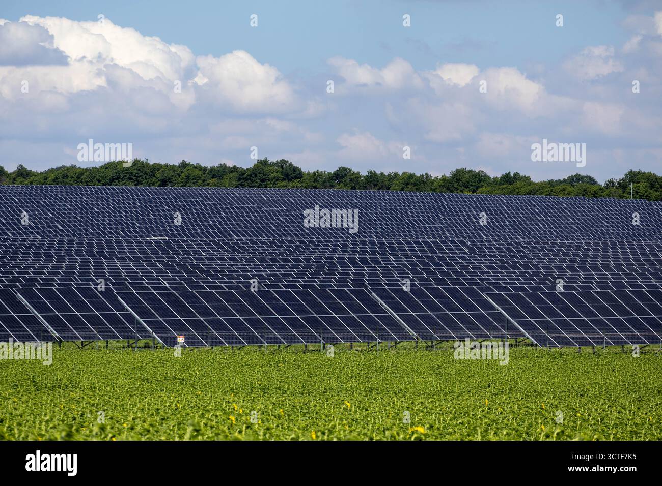 Grande centrale solaire avec des rangées de panneaux photovoltaïques installés dans un champ vert sous un ciel bleu. Énergies renouvelables et technologies durables Banque D'Images