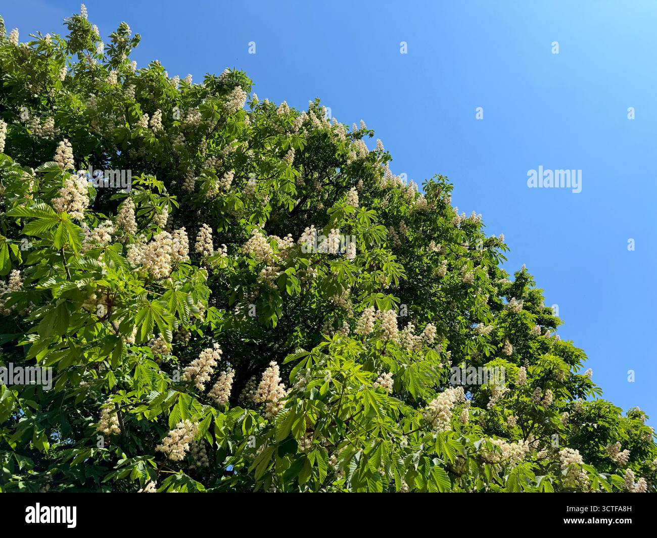 Cheval châtaignier fleur blanche contre le ciel. Banque D'Images