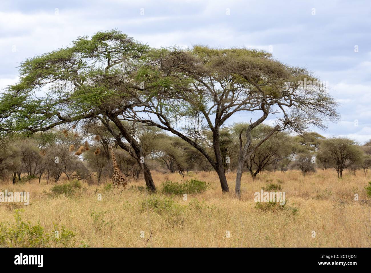 La girafe Masaï cherche refuge contre le soleil intense de midi sous un acacia dans le parc national de Tarangire Banque D'Images