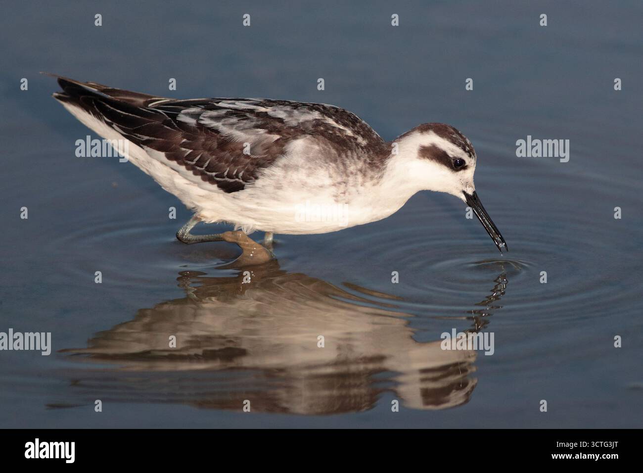 Phalarope à cou rouge (Phalaropus lobatus), oiseau seul, plumage non reproductif, baignade dans les rizières, Parc naturel de long Valley, Hong Kong, Chine Banque D'Images