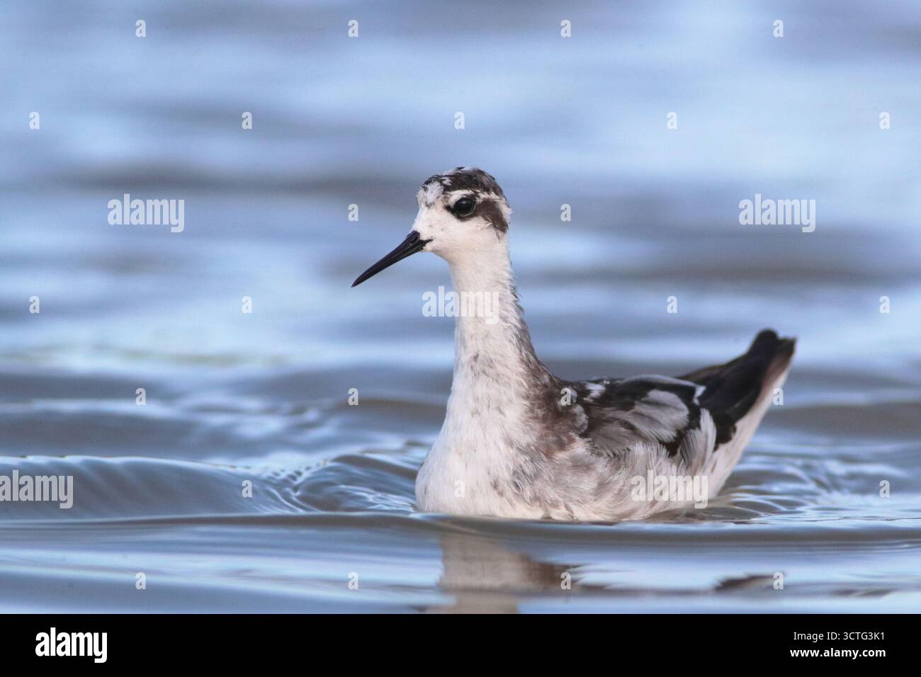 Phalarope à cou rouge (Phalaropus lobatus), oiseau seul, plumage non reproductif, baignade dans les rizières, Parc naturel de long Valley, Hong Kong, Chine Banque D'Images
