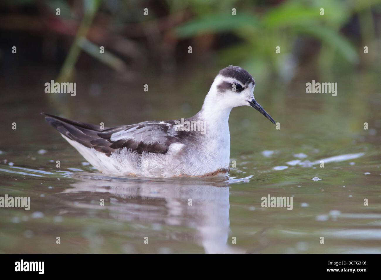 Phalarope à cou rouge (Phalaropus lobatus), oiseau seul, plumage non reproductif, baignade dans les rizières, Parc naturel de long Valley, Hong Kong, Chine Banque D'Images