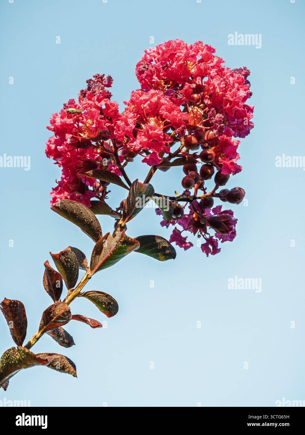 Vue rapprochée de lagerstroemia indica ou branche de myrte de crappe avec groupe de fleurs roses rouges fleurissant à l'extérieur sur fond de ciel bleu Banque D'Images