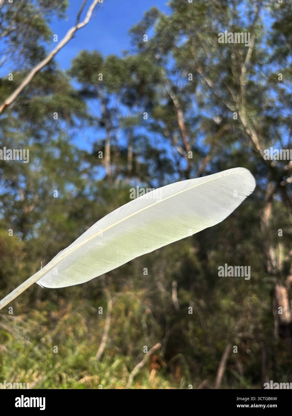 Plume de hangar d'un cacatoès à crête jaune (Cacatua galerita), parc national de Lane Cove, Sydney, Nouvelle-Galles du Sud, Australie - Image de stock capturée avec un smartphone
