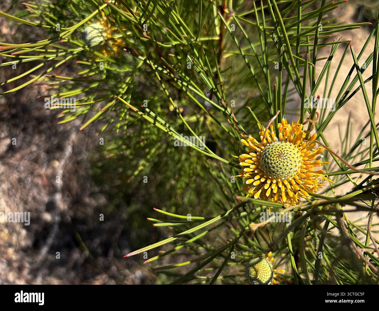 Fleur d'Isopogon anethifolius, Sydney Harbour National Park, Sydney, Nouvelle-Galles du Sud, Australie - Image de stock capturée avec un smartphone