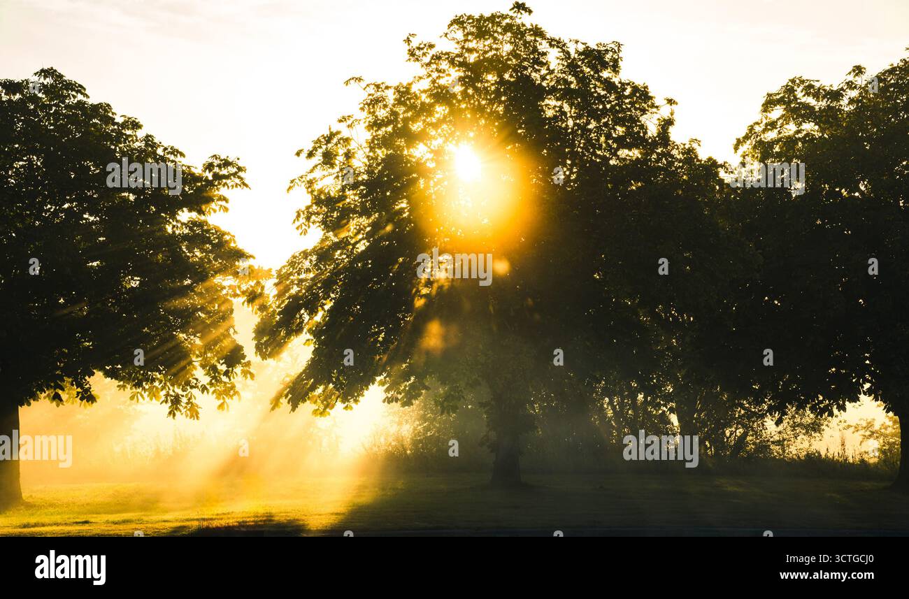 Lumière du soleil coulant à travers les arbres un matin brumeux au lever du soleil Banque D'Images