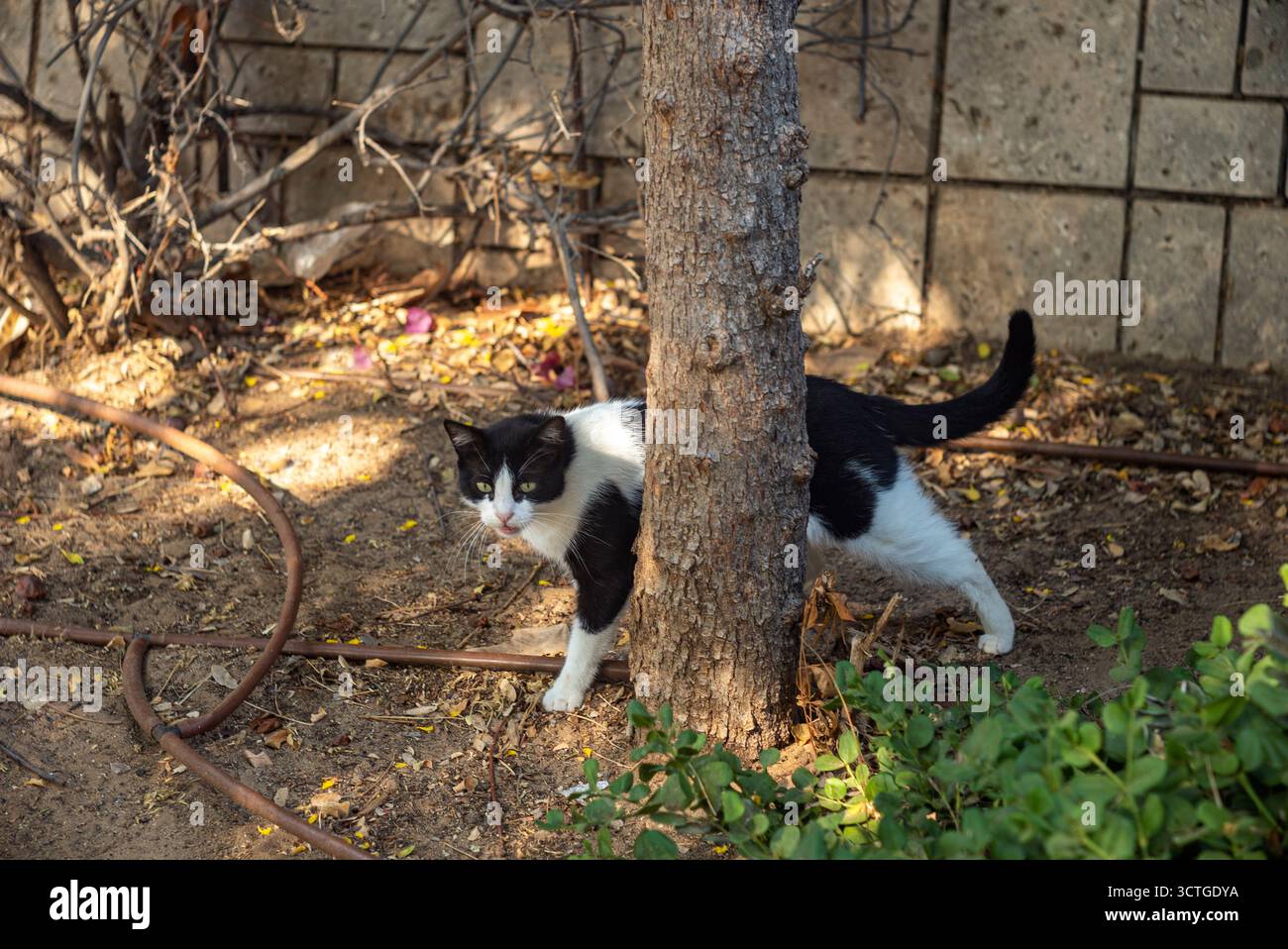 chat noir et blanc debout derrière un arbre, journée ensoleillée tir en plein air Banque D'Images