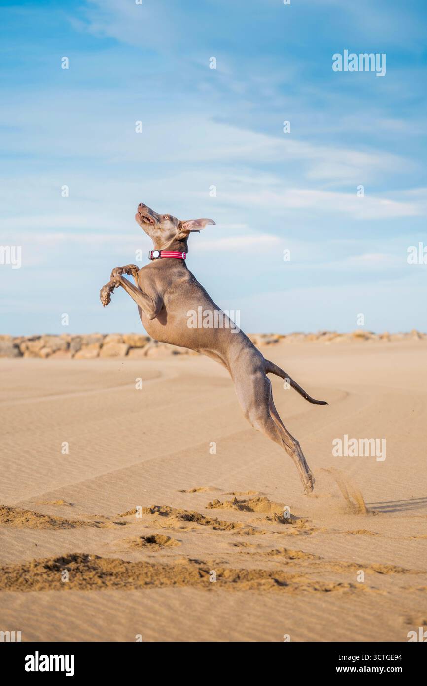 Puissant chien de Weimaraner sautant dynamiquement haut dans les airs sur une plage de sable fin, poussant le sable contre un ciel bleu vif Banque D'Images