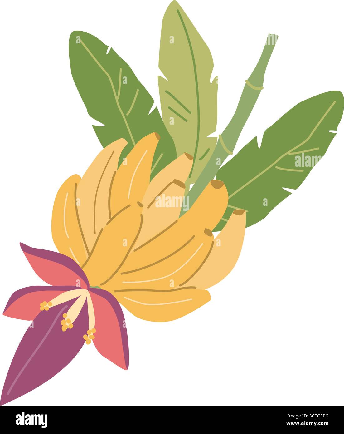 Illustration de bananier avec des feuilles vertes et des fleurs violettes. Illustration de Vecteur