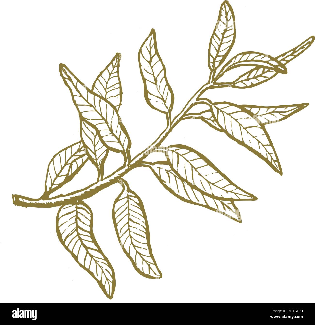 Branche d'olivier dessinée à la main dans un contour vert. Illustration vectorielle botanique vintage dans le style de gravure, isolé sur fond transparent Illustration de Vecteur Branche d'olivier dessinée à la main dans un contour vert. Illustration vectorielle botanique vintage dans le style de gravure, isolé sur fond transparent Illustration de Vecteur