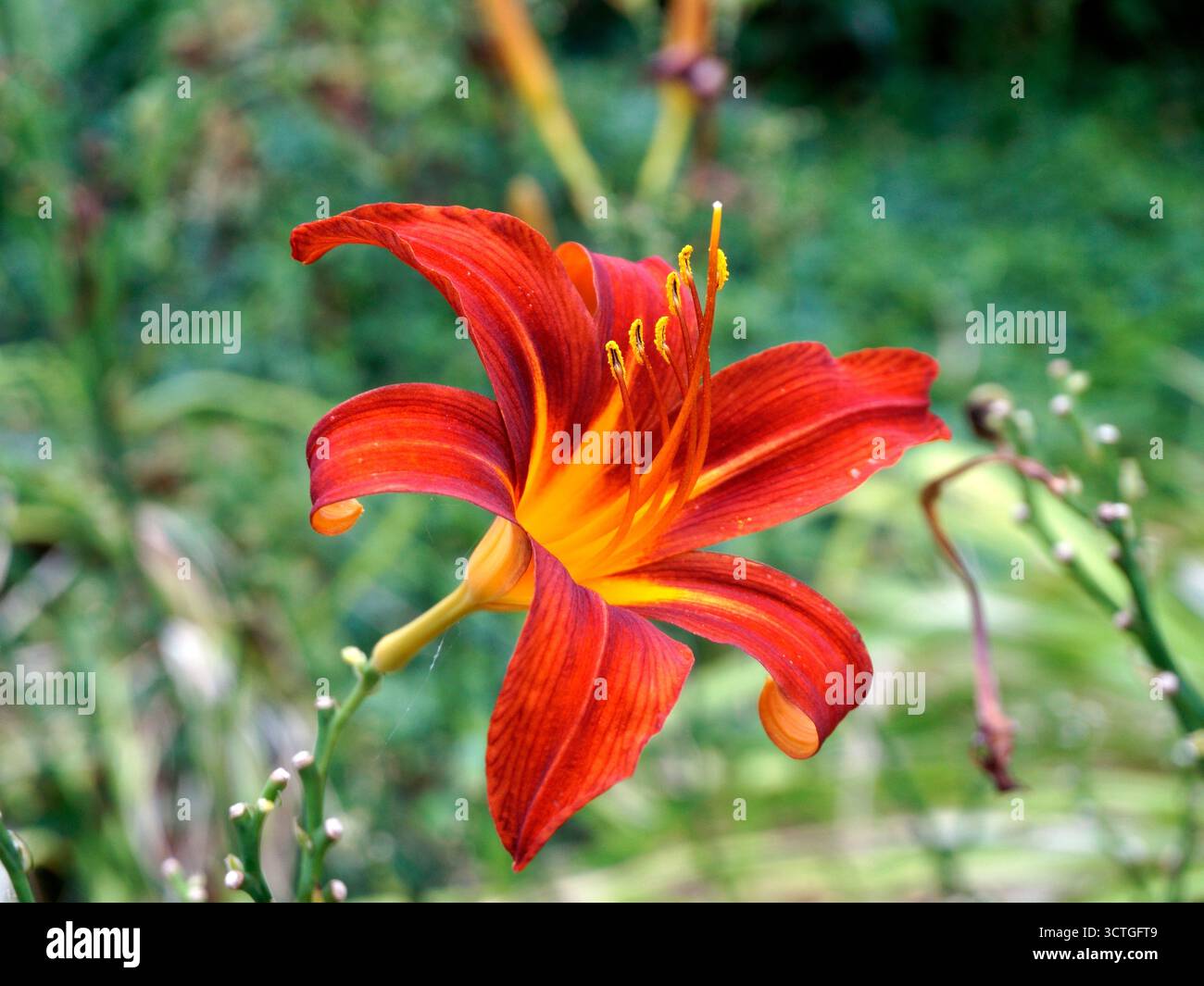 Gros plan d'un lys orange (Hemerocallis fulva) poussant dans un jardin Banque D'Images