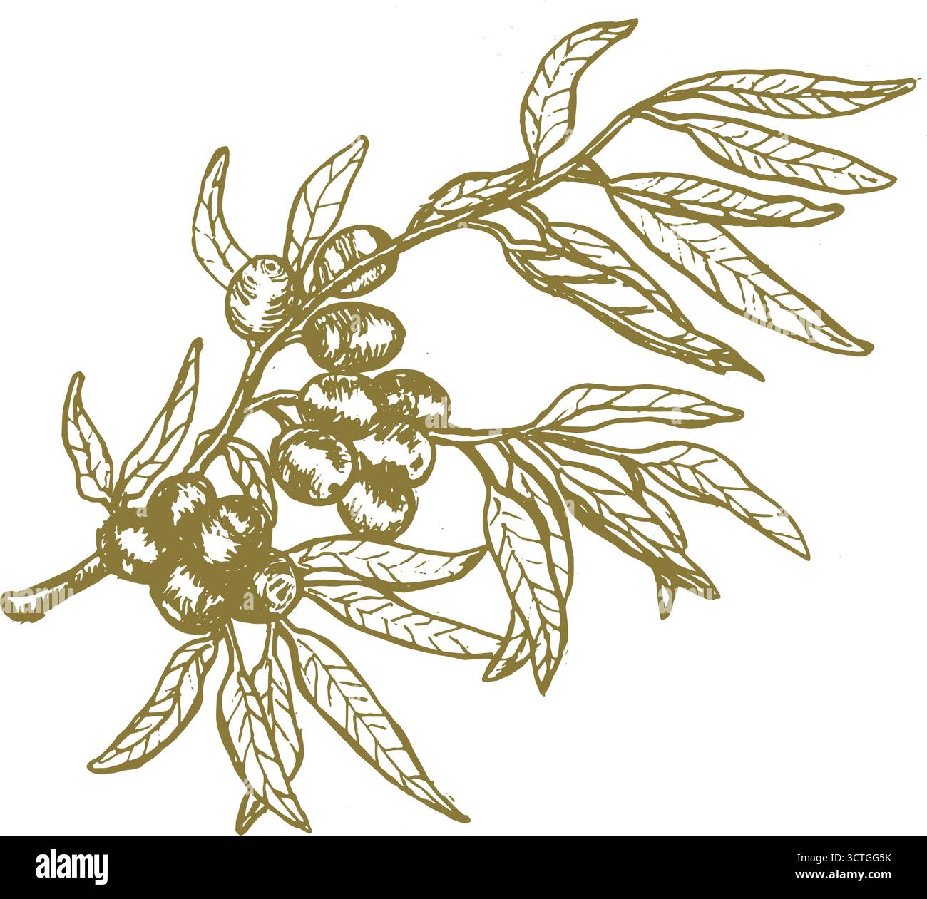 Branche d'olive verte isolée avec des feuilles et des fruits, illustration botanique vintage dessinée à la main. Croquis linéaire de la plante d'olivier, dessin au crayon dans Re Illustration de Vecteur Branche d'olive verte isolée avec des feuilles et des fruits, illustration botanique vintage dessinée à la main. Croquis linéaire de la plante d'olivier, dessin au crayon dans Re Illustration de Vecteur