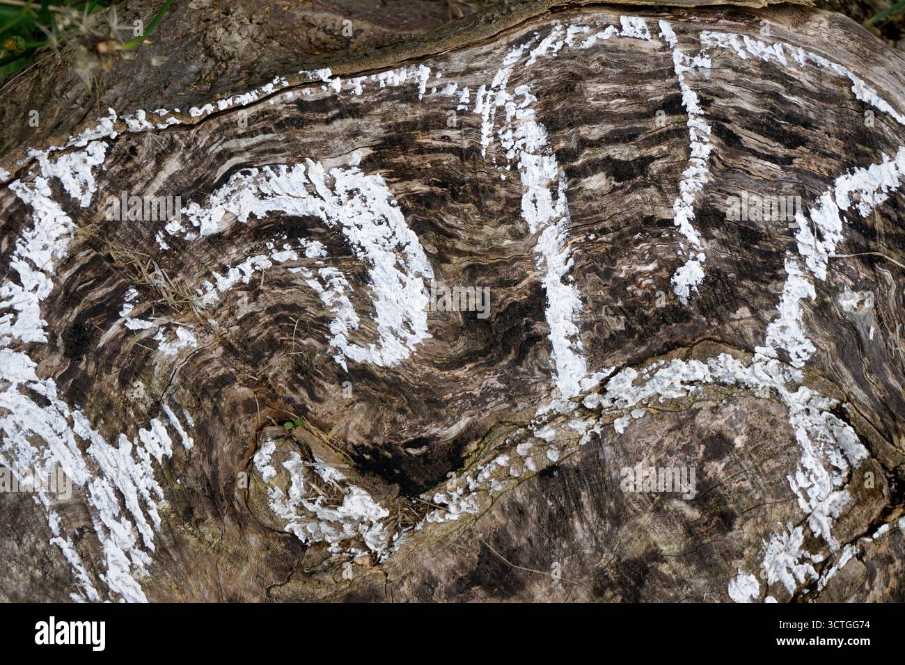Lichens blancs poussant sur une souche d'arbre formant un design abstrait, des motifs dans la nature Banque D'Images