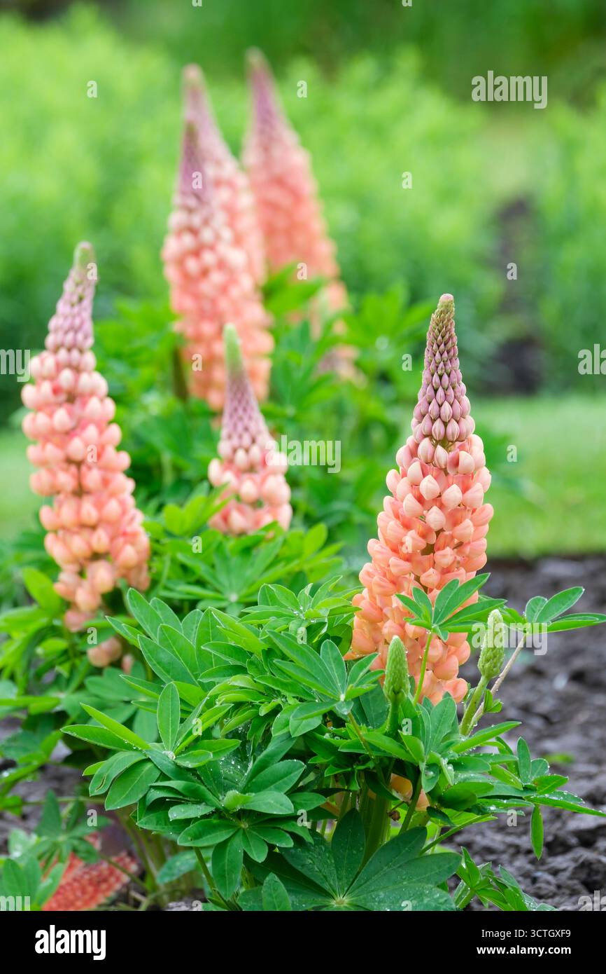 Lupinus Salmon Star, Lupin Salmon Star, pointes de fleurs orange pêche et roses Banque D'Images