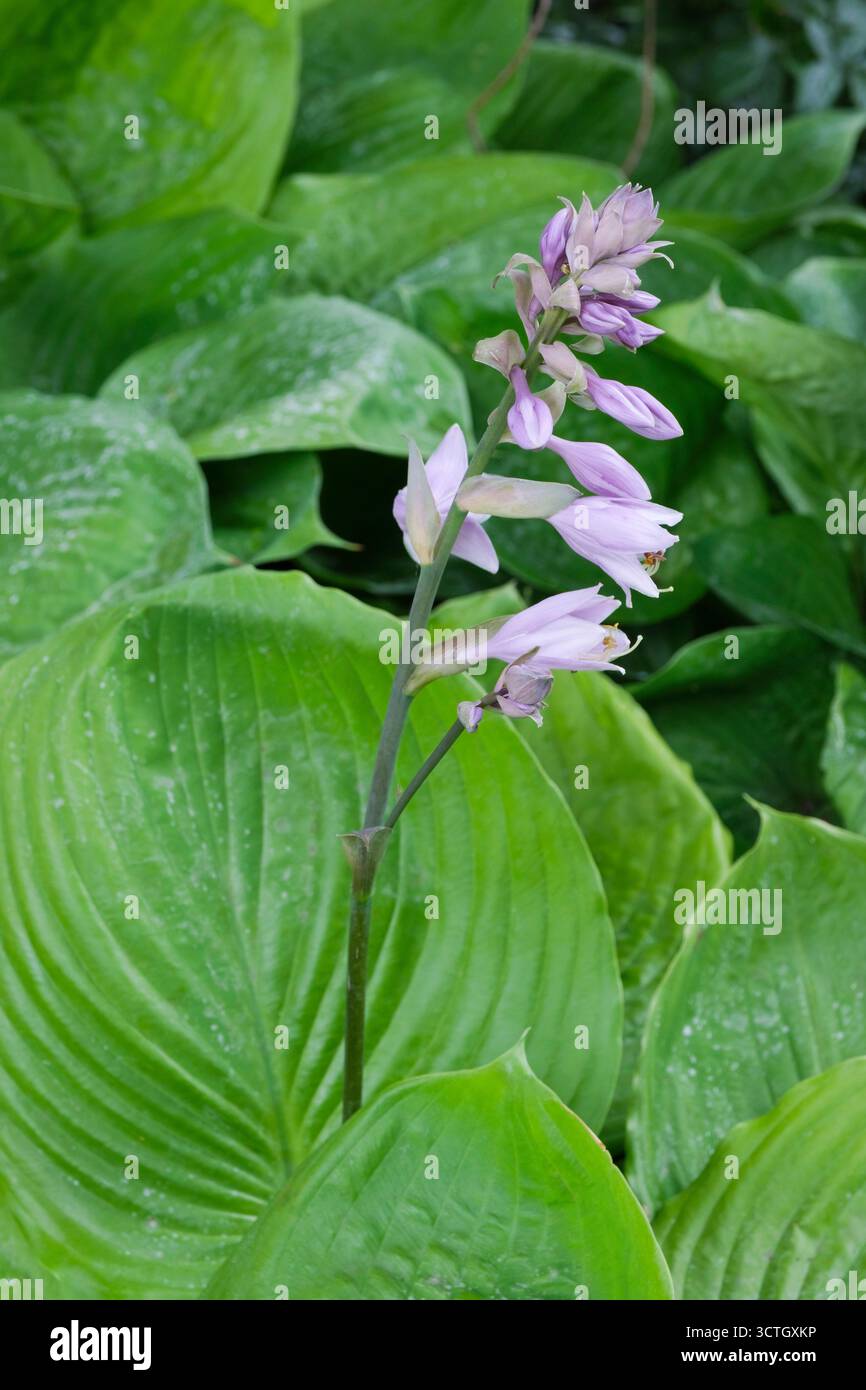 Somme et substance de Hosta, somme et substance de lis plantain, feuilles en forme de coeur, racèmes de lilas pâle, fleurs en forme de cloche Banque D'Images