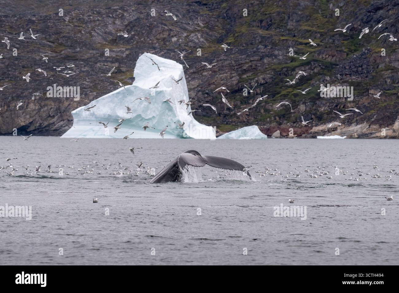 Un grand plan spectaculaire capturant le flanc d'une baleine à bosse alors qu'elle plonge dans l'eau, créant un éclaboussure au milieu d'un flot d'oiseaux de mer Banque D'Images