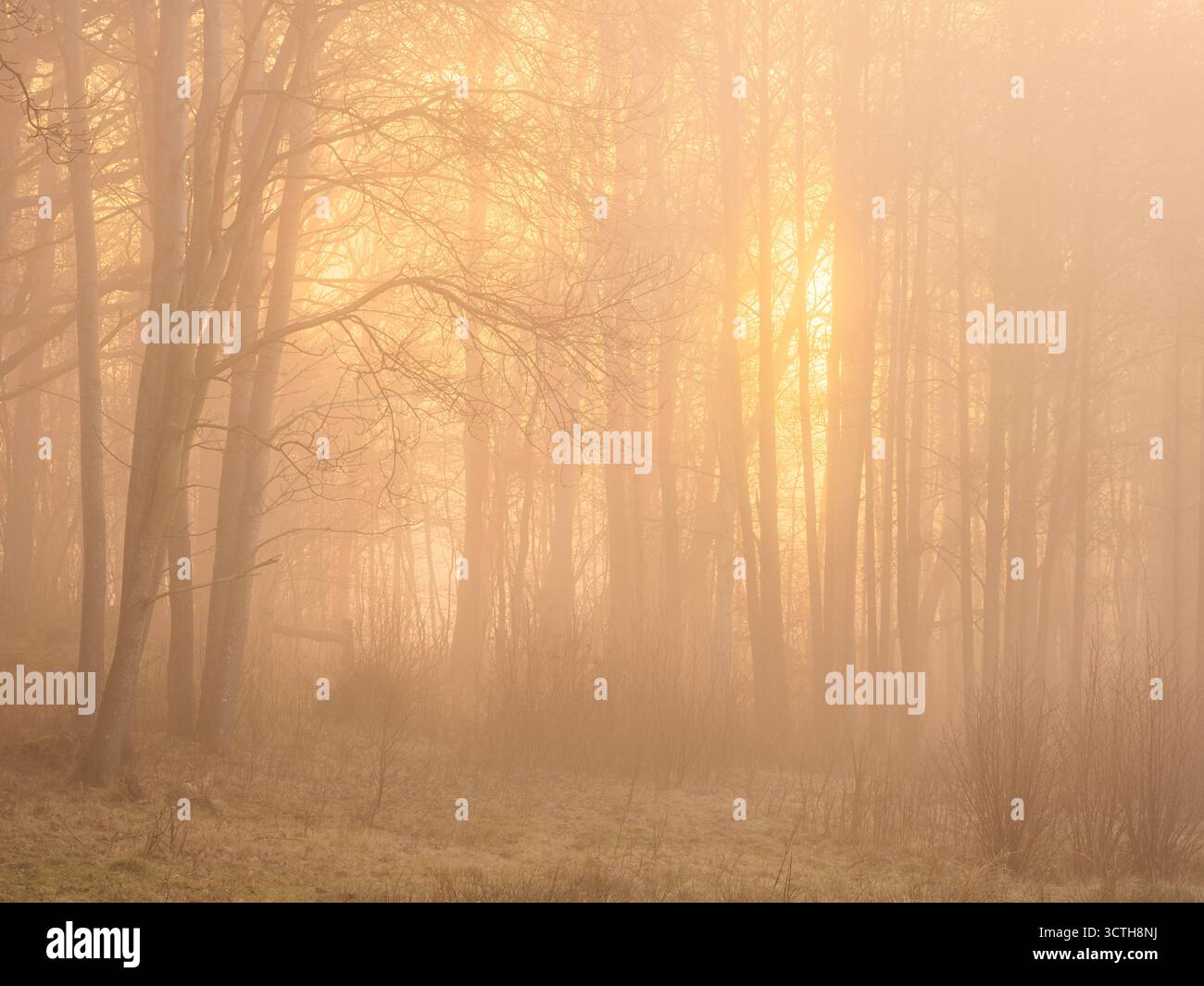 La brume douce enveloppe une forêt sereine en Suède, créant une atmosphère enchanteresse tandis que la lumière du matin filtre à travers les arbres. Le tranqui de la nature Banque D'Images