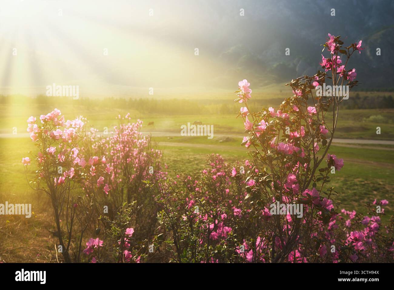 Fleurs de Rhododendron dauricum (noms populaires bagulnik ; maralnik) dans l'Altaï au printemps. Les rayons du soleil brillent à travers les fleurs. Banque D'Images