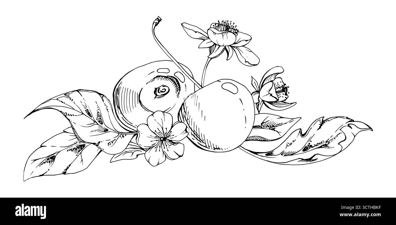 Cerise aigre douce avec feuilles de plantes, fleurs blanches, encre vectorielle dessinée à la main, cerise Berry en grappes sur tiges. Illustration de composition isolée Illustration de Vecteur