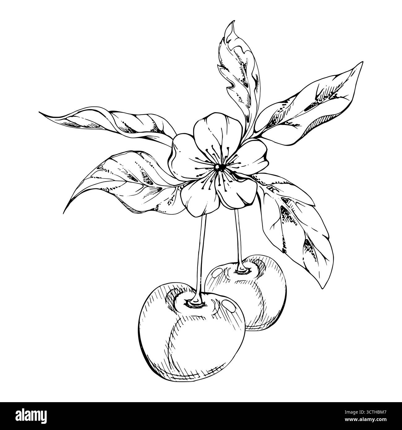 Baie de cerise douce avec feuilles de plantes, fleurs blanches, encre vectorielle dessinée à la main, cerise en grappes sur tiges. Illustration de composition isolée Illustration de Vecteur
