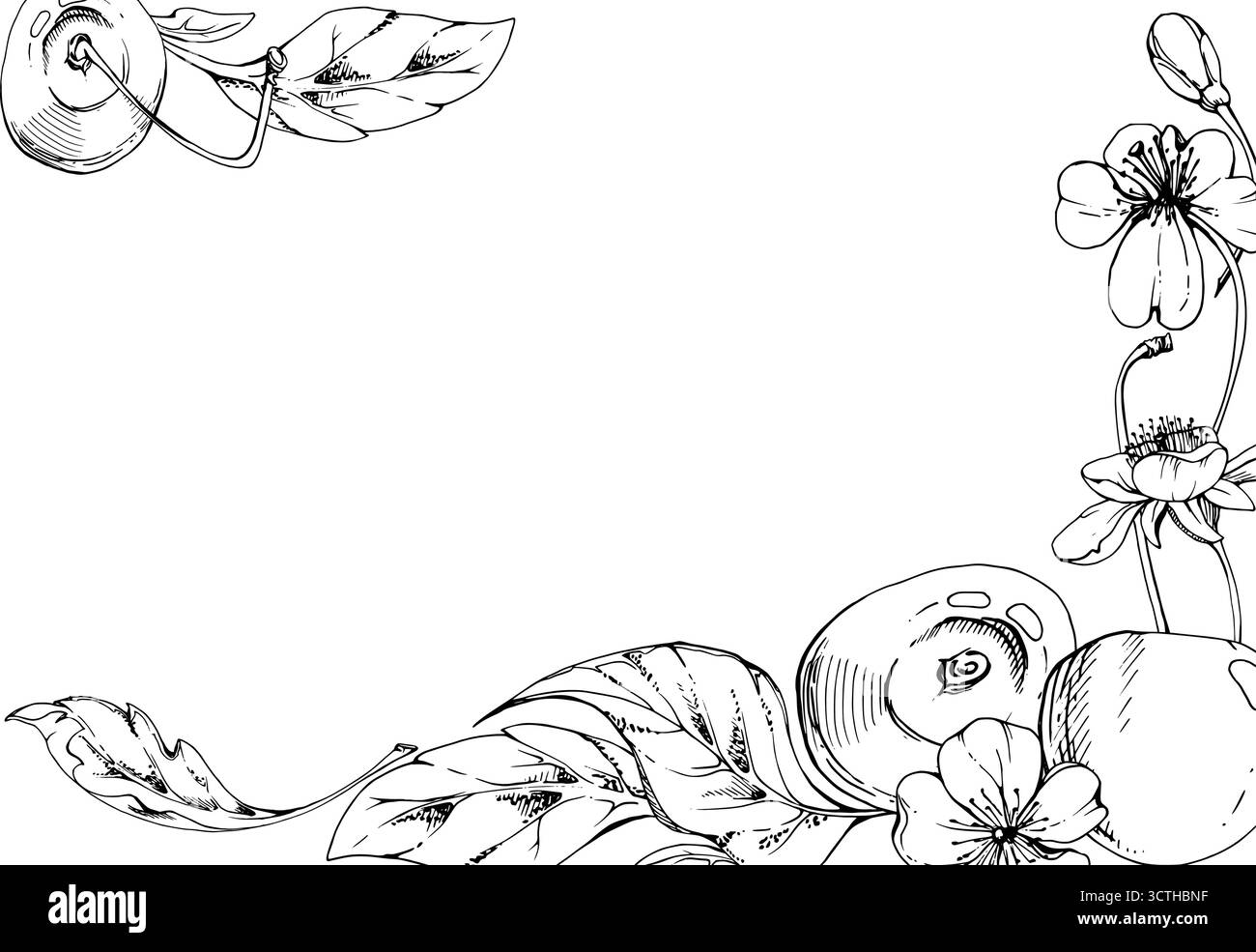 Cerise aigre douce avec feuilles de plantes, fleurs blanches, encre vectorielle dessinée à la main, grappes de baies cerises sur les tiges. Illustration horizontale du cadre d'angle Illustration de Vecteur
