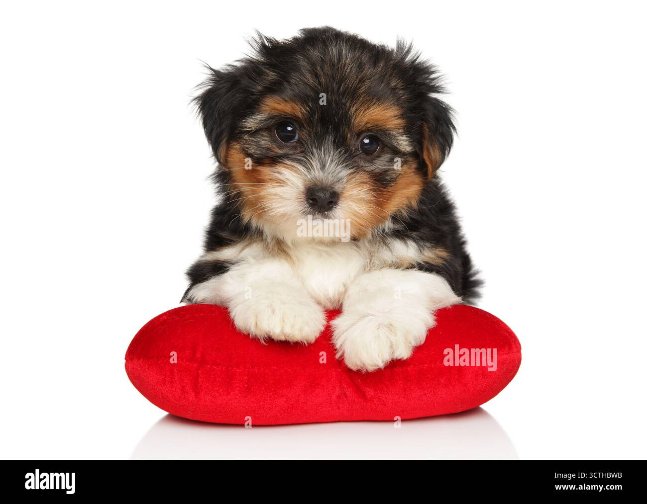 Mignon chiot Biewer Yorkie assis sur un oreiller rouge en forme de cœur Banque D'Images