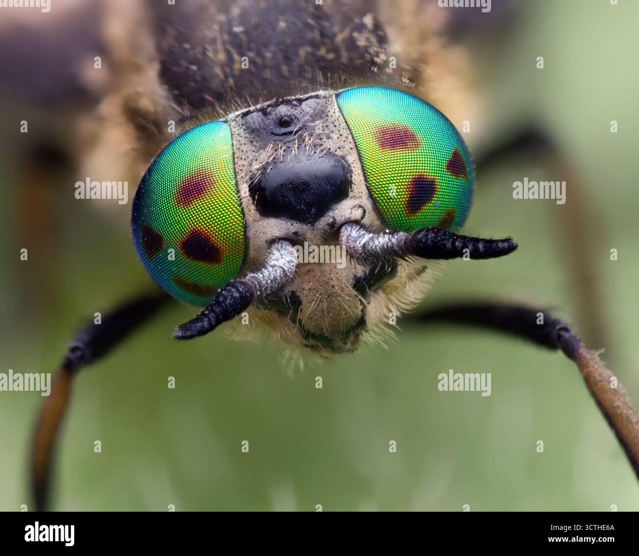 Chrysops relictus Horsefly femelle gros plan des yeux. Tipperary, Irlande Banque D'Images