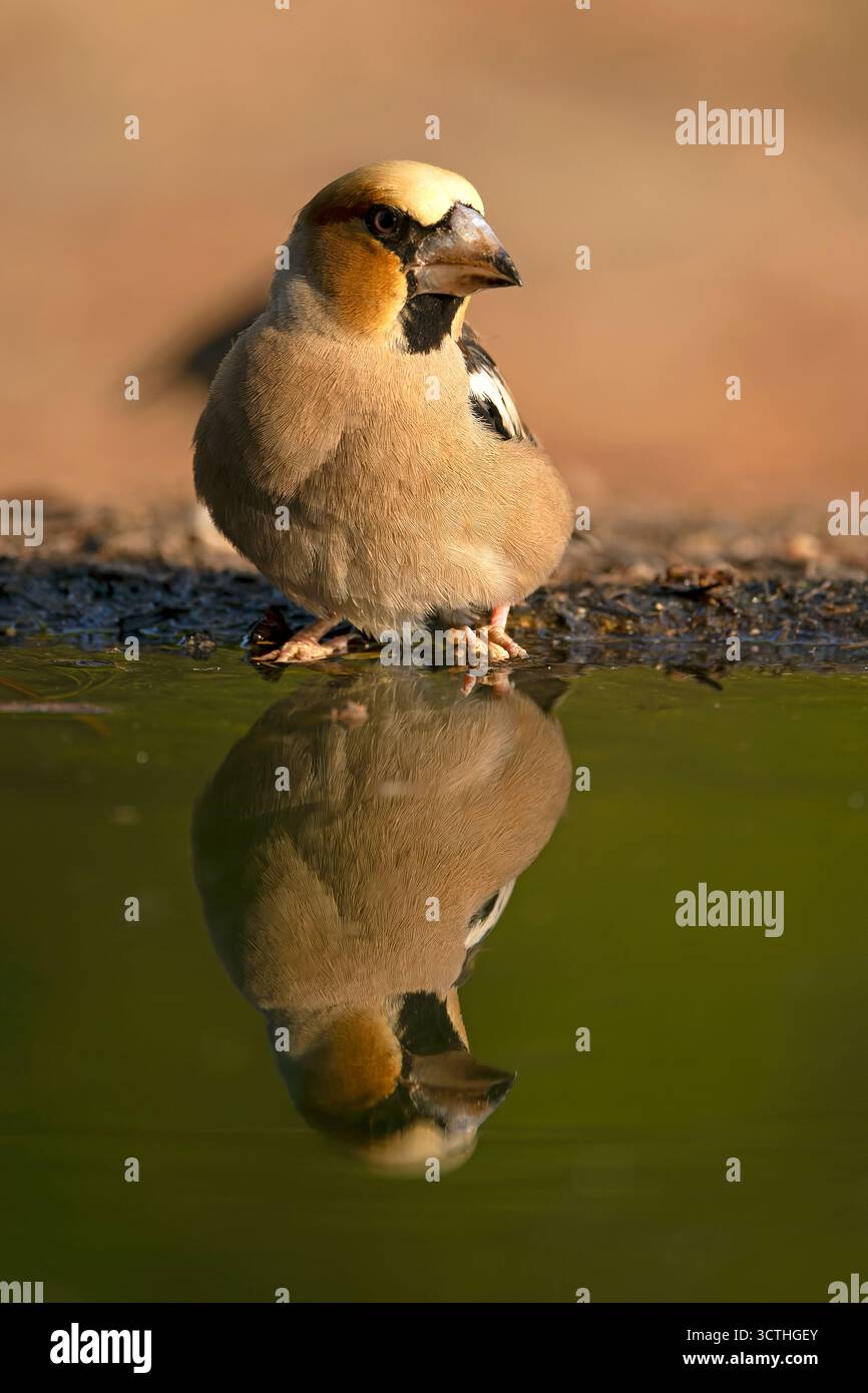 Mâle Hawkfinch buvant à un point d'arrosage dans une forêt de pins et de chênes à la première lumière un jour d'automne Banque D'Images