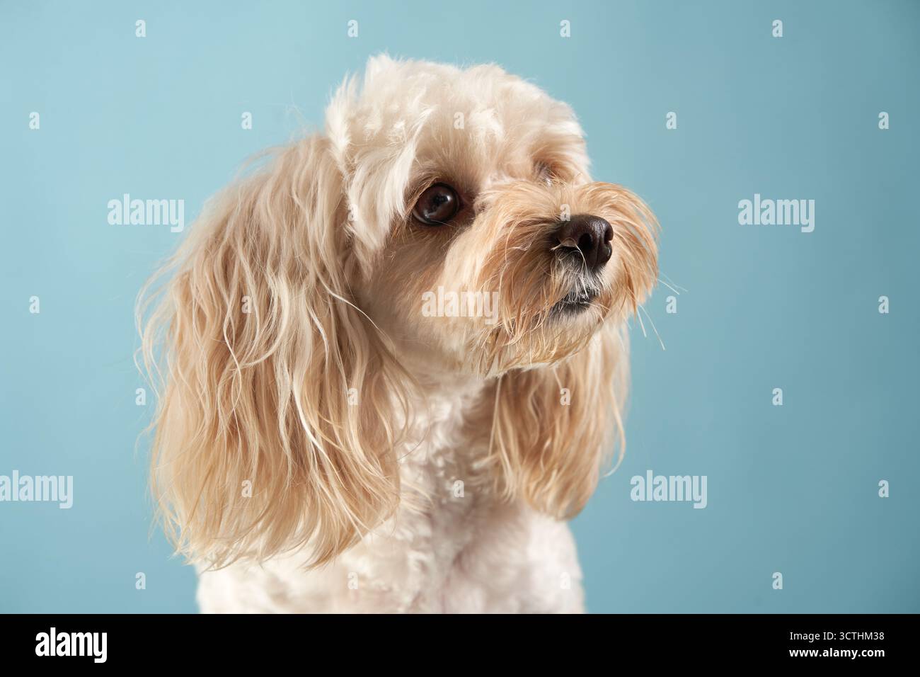 Un Maltipoo regarde sur le côté, sa douce expression véhiculant la curiosité. L'arrière-plan bleu doux procure un effet apaisant. Banque D'Images
