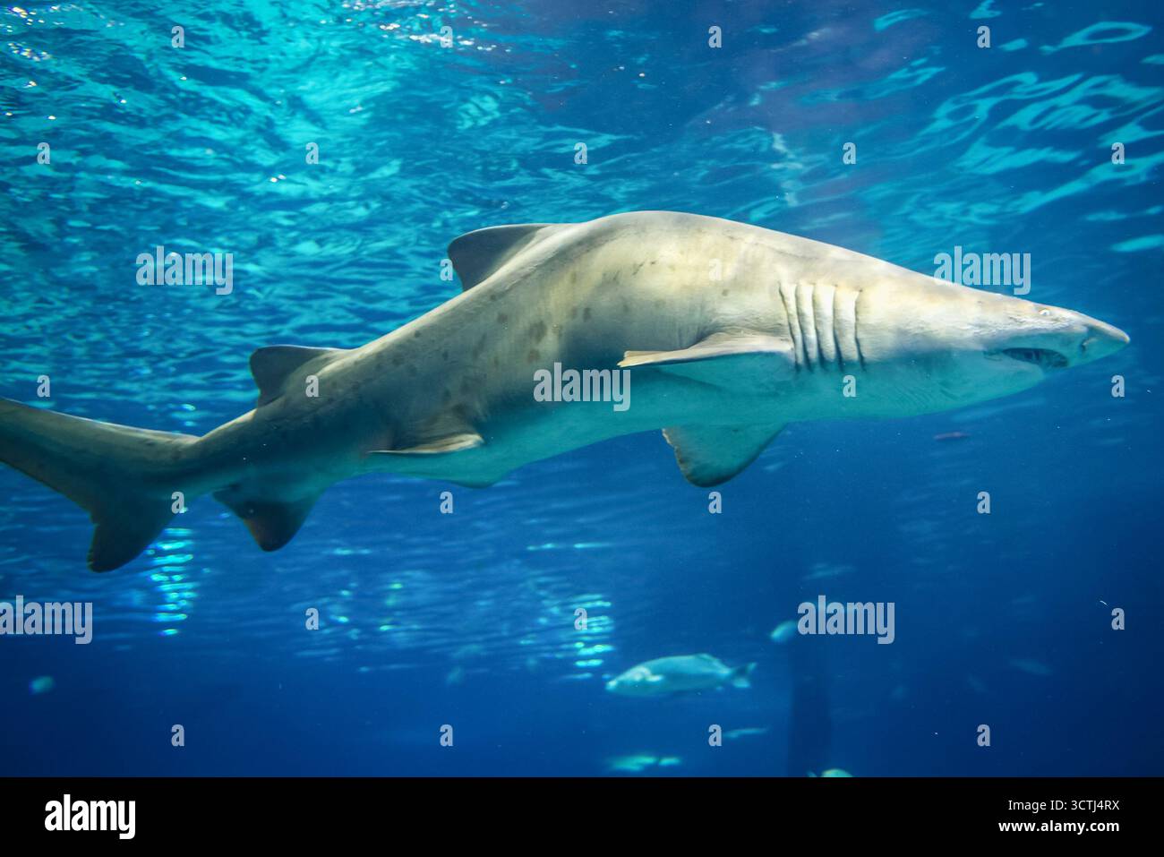 Requin tigre de sable dans un grand aquarium Banque D'Images