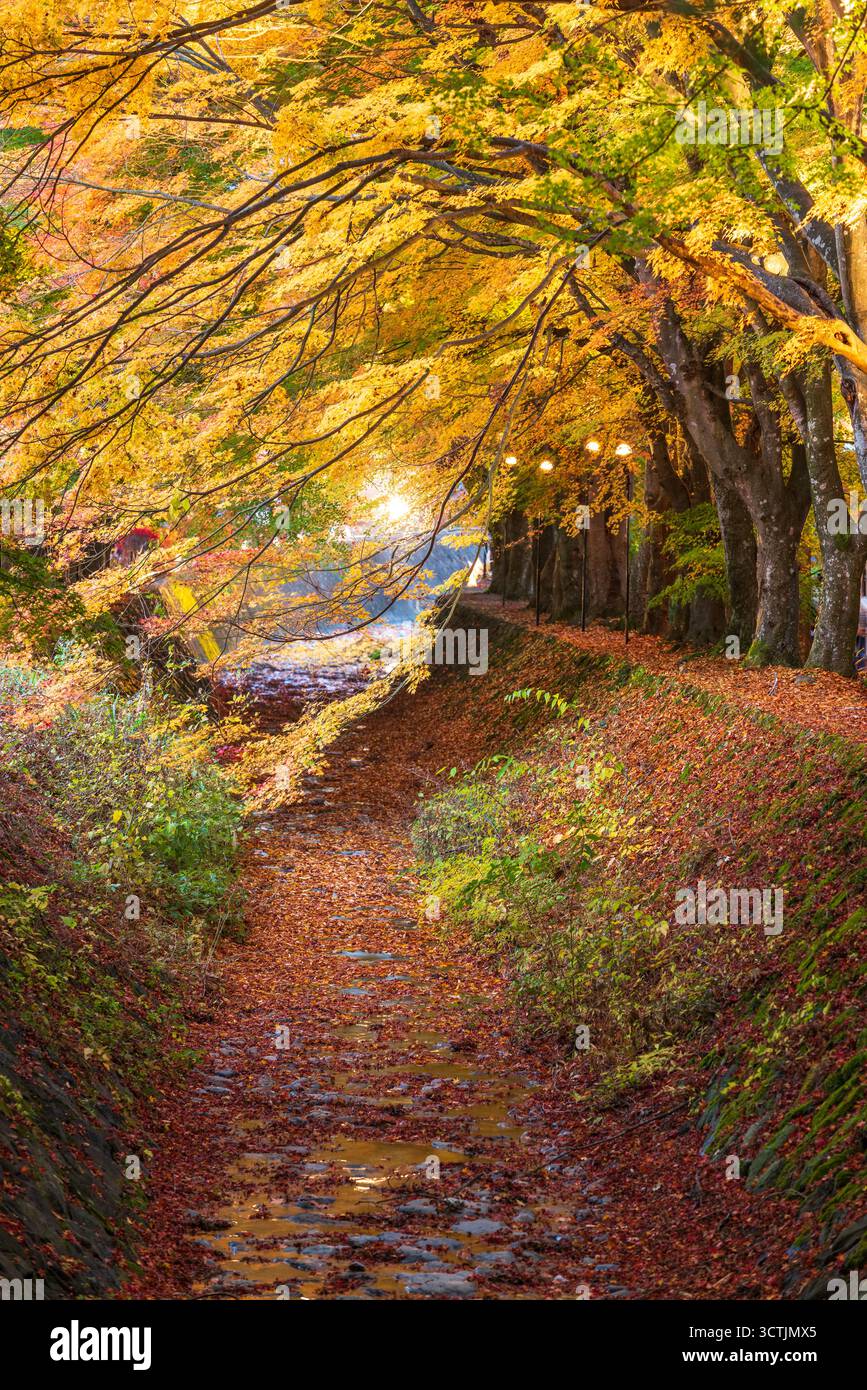 Corridor de l'érable près du lac Kawaguchi et Mt. Fuji, le Japon au cours de l'automne. Banque D'Images