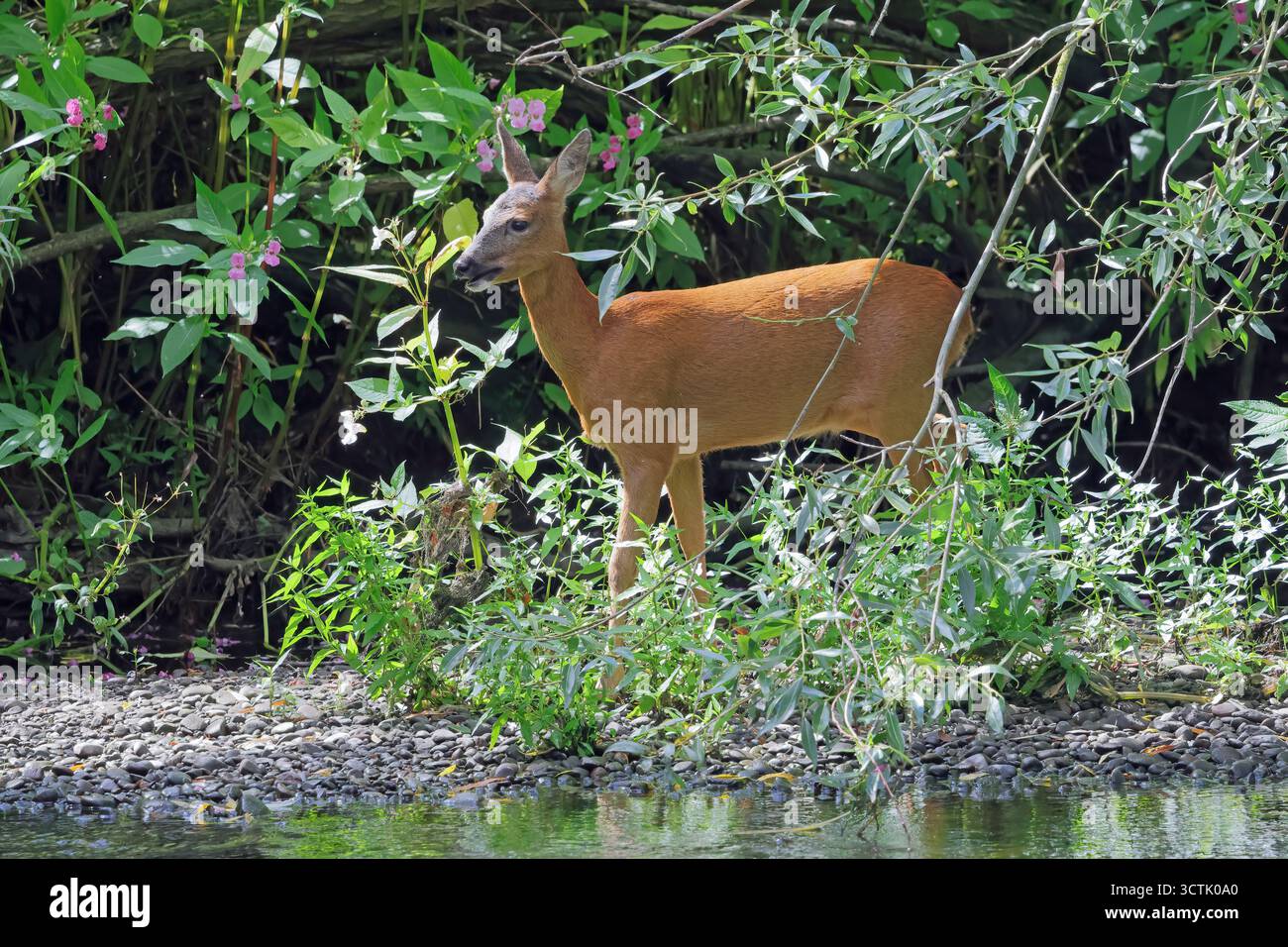 Le Chevreuil (Capreolus capreolus) Doe Banque D'Images