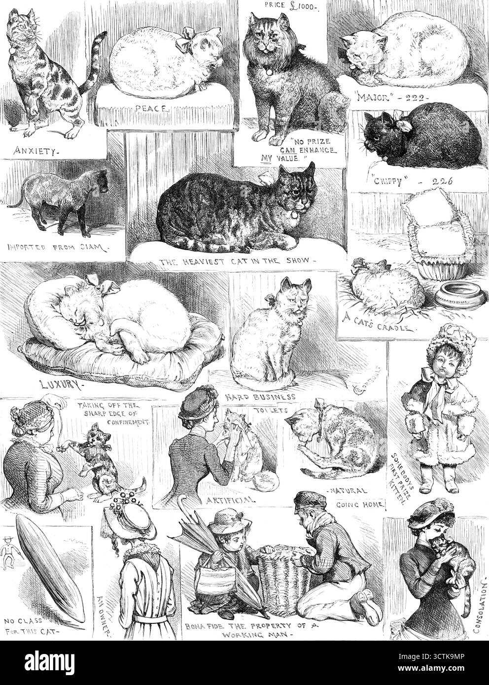 Croquis du Cat Show au Crystal Palace, 1883. 'Anxiété ; paix ; Prix &#xa3;1000 - "aucun prix ne peut améliorer ma valeur" ; "majeur" ; importé du Siam ; le chat le plus lourd de l'exposition ; "Chippy" ; luxe ; Hard Business ; Un berceau de chat; enlever le bord tranchant du confinement ; artificiel ; naturel ; chaton premier prix de quelqu'un ; pas de classe pour ce chat ; un propriétaire ; de bonne foi la propriété d'un ouvrier ; consolation... notre artiste a exercé sa fantaisie comique merveilleuse en délimitant certains incidents de cette exposition populaire, tenue pour la quinzième fois le mardi et le mercredi Banque D'Images
