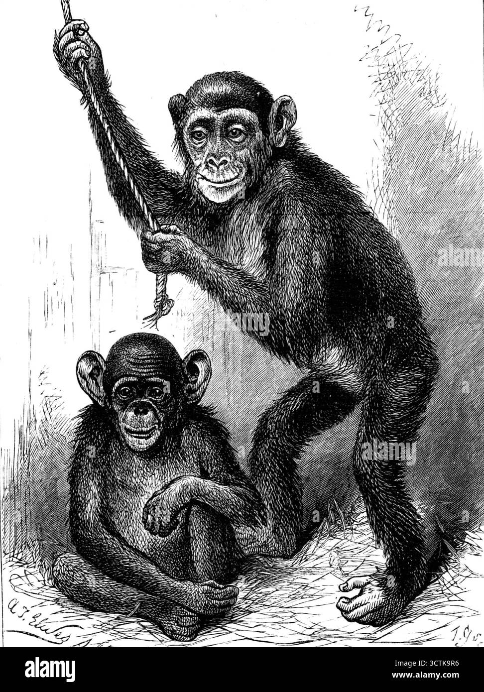 Chimpanzé et Koolokamba, aux jardins de la Société zoologique, 1883. '...malheureusement, le chimpanzé, après avoir vécu quelques jours, a succombé, comme beaucoup de cette espèce l'ont fait auparavant, à la fatigue et au confinement rapproché d'un long et fastidieux voyage. Il était le plus grand spécimen que la Société ait jamais eu la chance de se procurer, et est, par conséquent, une grande perte. Il se tenait debout, s'il était debout, à environ 4 pieds. 7 pouces ; et... était d'un cadre très puissant. Ce n'est que rarement que ces singes sont maintenus en vie en Europe pendant une période prolongée ; ils succombent presque invariablement au rhume et aux maladies pulmonaires, en raison, bien sûr, de t Banque D'Images