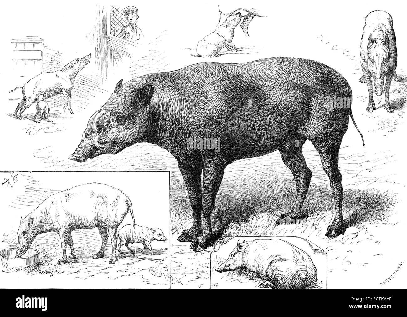 Les jardins de la Société zoologique : la famille Babiroussa, 1883. « Nous présentons quelques croquis des Babiroussas, un mâle et deux femelles, avec un jeune, récemment présentés à la Société par le Dr F. H. Bauer. Ces animaux, qui proviennent de Célèbes, dans l'archipel malais, ont été placés temporairement dans différents stalles de la maison d'autruche, sur le côté nord des jardins. Le Babiroussa est une espèce de porc sauvage, propre aux îles de l'Asie de l'est, et remarquable, chez l'animal mâle, pour la croissance extraordinaire et la direction des dents canines. La paire supérieure de dents canines, en croissance ou Banque D'Images