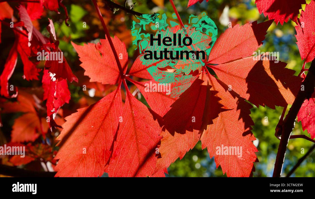 Feuilles rouges d'automne. Un coeur vert avec 'Hello Autumn'. Banque D'Images