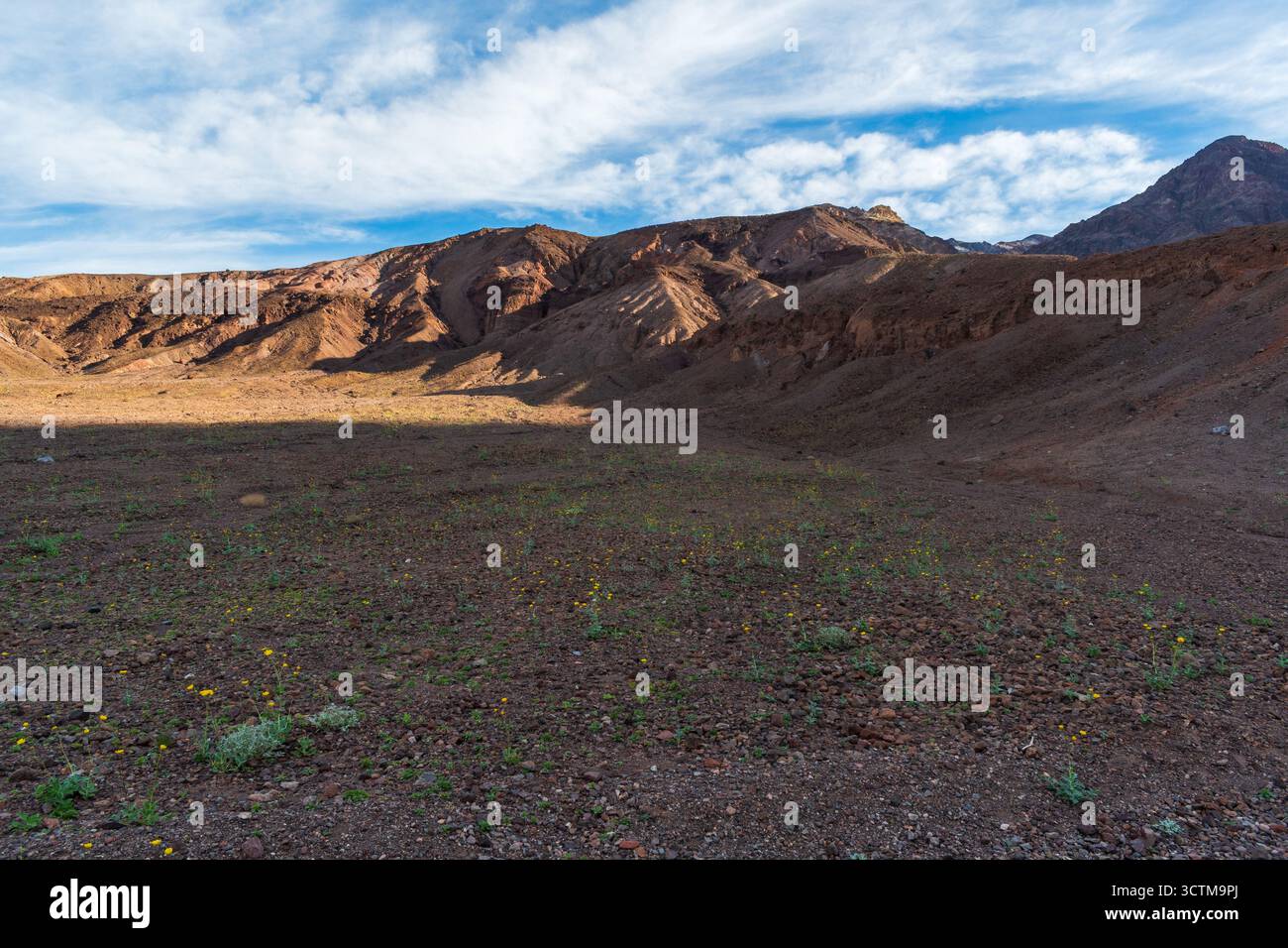 Paysage désertique de l'après-midi dans la Vallée de la mort avec des collines aux tons chauds, un terrain rocheux et des fleurs sauvages rares sous un ciel bleu profond et une géologie aride en couches Banque D'Images