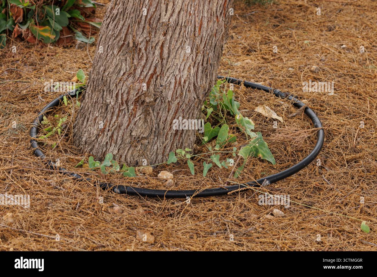 Système d'irrigation goutte à goutte pour les arbres dans les jardins du parc naturel El Hondo, Espagne Banque D'Images