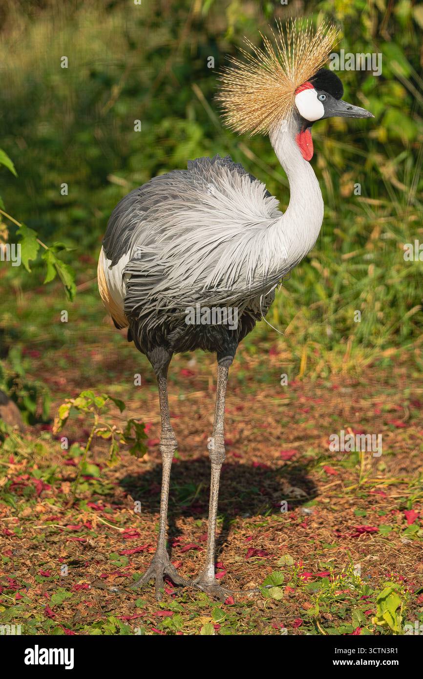 Grue à couronnes grises (Balearica regulorum), marchant entourée de végétation Banque D'Images