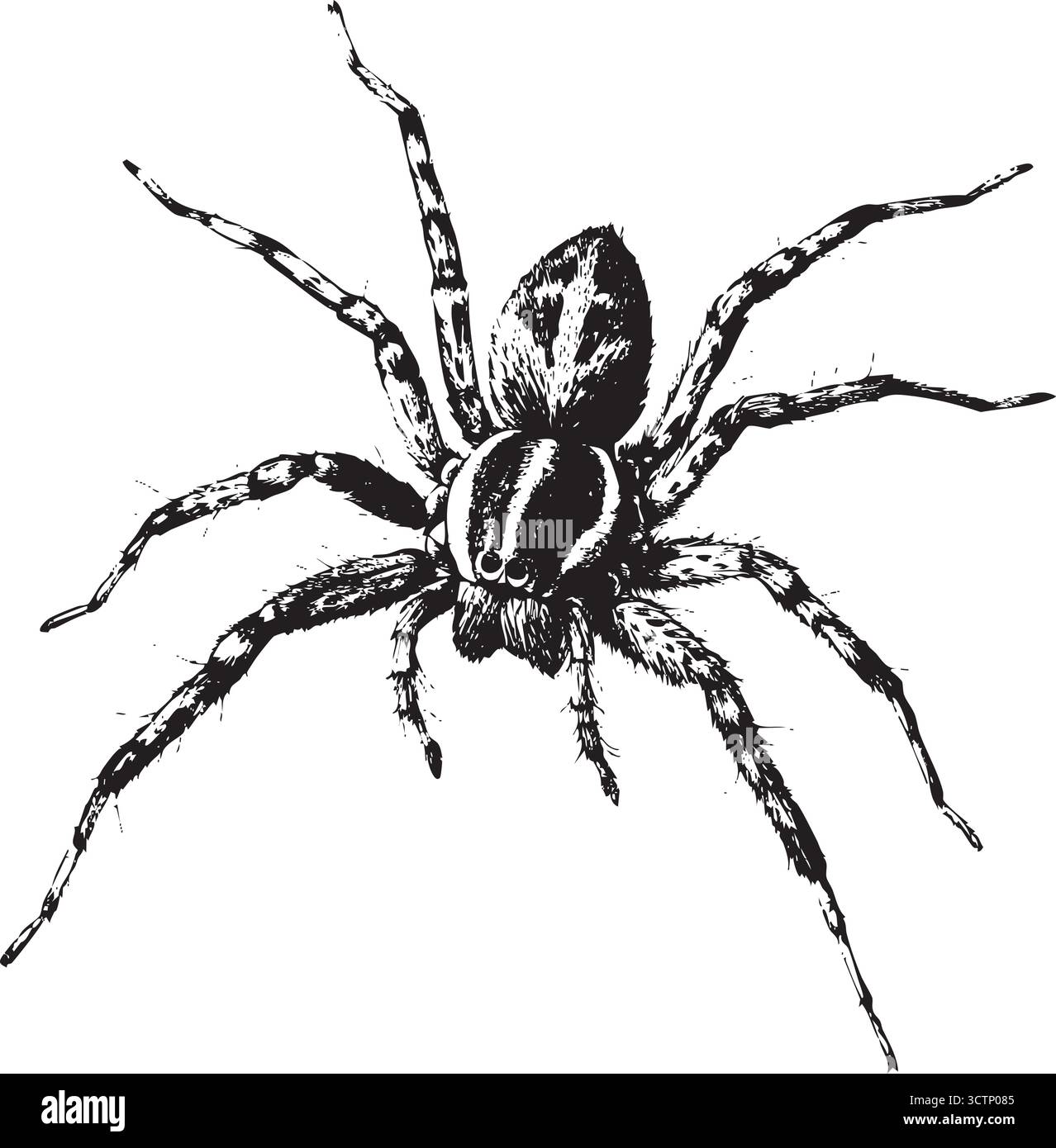 Vecteur d'araignée réaliste - illustration d'insecte noir et blanc pour Halloween, nature et thèmes de conception de tatouage Illustration de Vecteur
