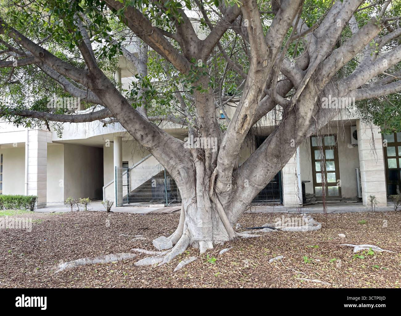 Grand arbre avec des racines expansives en milieu urbain. Un arbre majestueux aux racines tentaculaires se dresse devant un bâtiment moderne. Banque D'Images