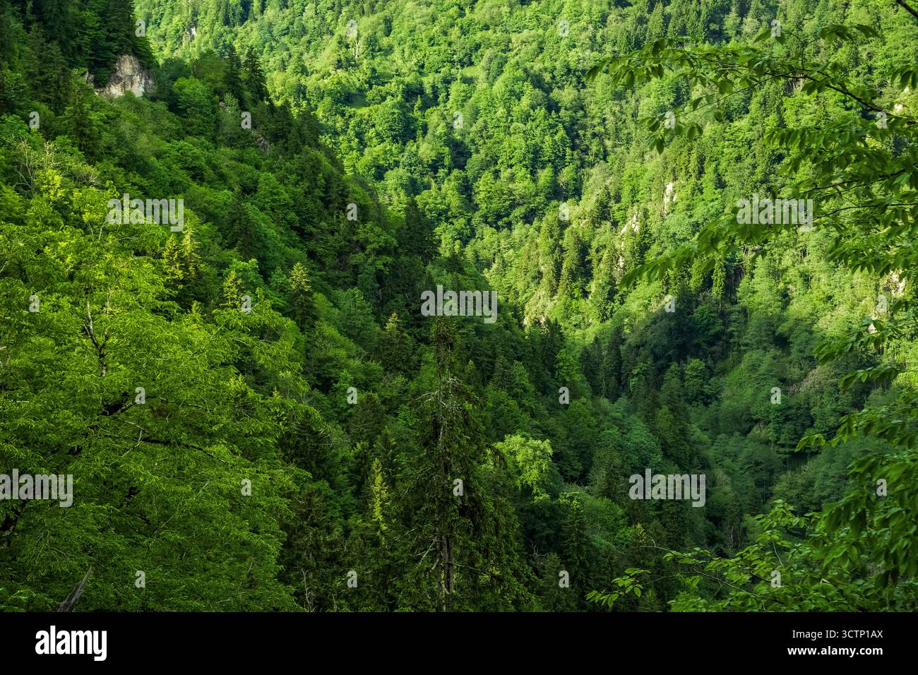 Une vue imprenable sur une vallée forestière dense remplie d'arbres verts vibrants et de feuillage. Turquie, mer Noire Banque D'Images