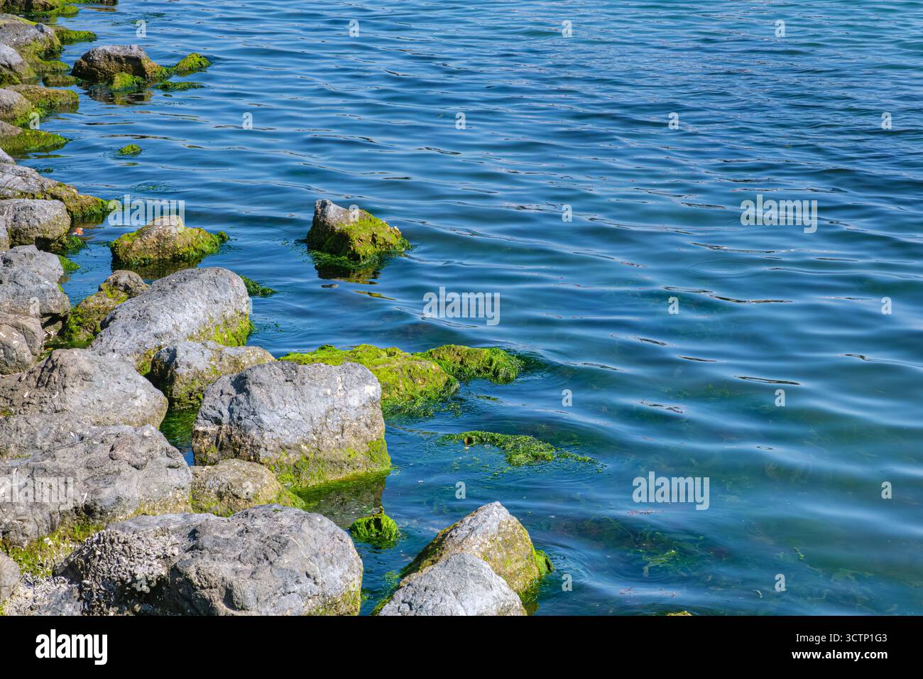 Un gros plan capture un rivage marin. Roches couvertes de mousse formant le rivage d'une mer claire avec ondulations. Convient pour le paysage ou la tranquillité Banque D'Images