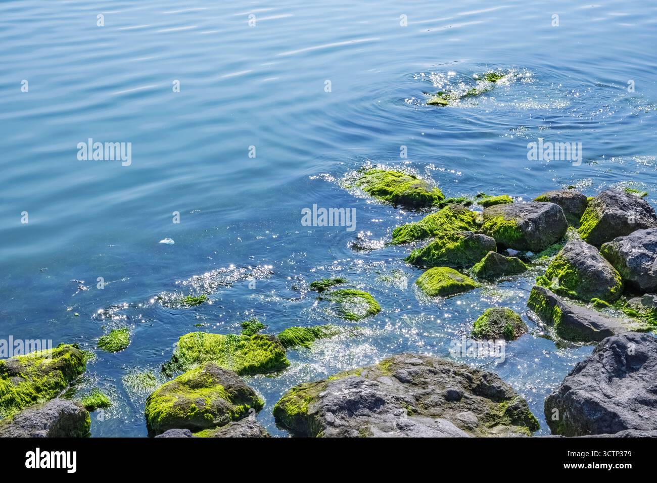 Rivage rocheux avec des algues et de l'eau pétillante. Algues vertes sur pierres et mer chatoyante. Des reflets clairs créent une atmosphère sereine, idéale pour natu Banque D'Images