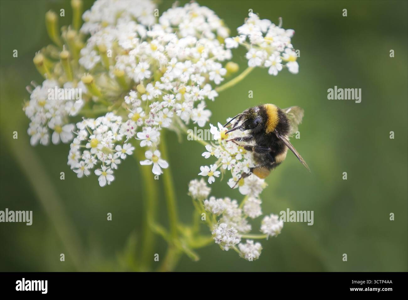 Un gros plan d'une abeille avec du pollen sur son corps tout en pollinisant les fleurs d'un persil de vache.Un fond naturel hors foyer a de l'espace pour la copie de texte Banque D'Images