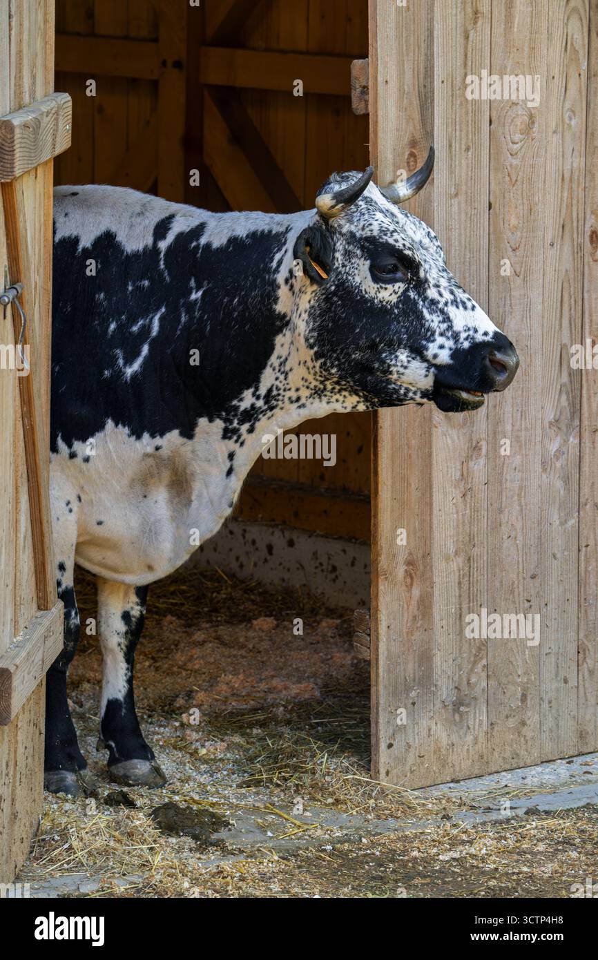 Vache vosgienne en étable en bois / écurie, race bovine française principalement trouvée dans les Vosges en France Banque D'Images