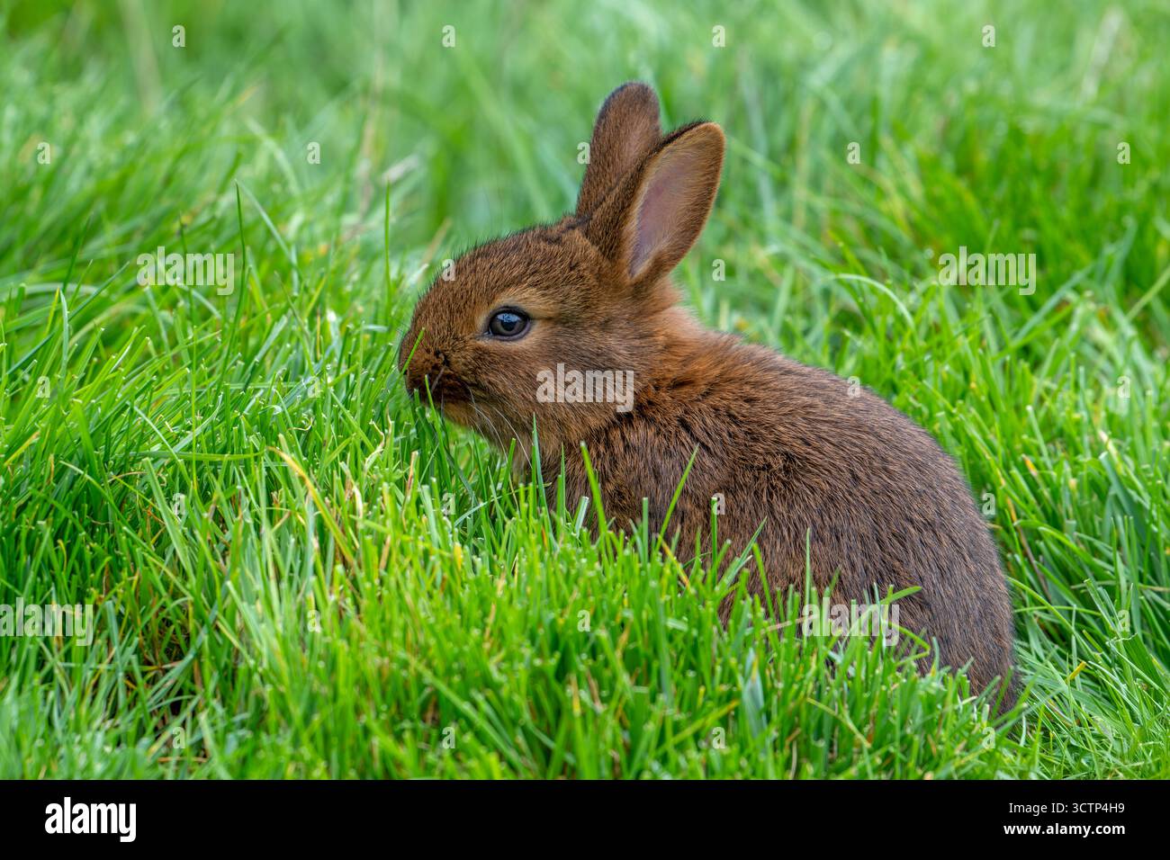 Jeune châtaigne brune de Lorraine / Brun Marron de Lorraine, race française de lapin domestique de la région Lorraine en France Banque D'Images