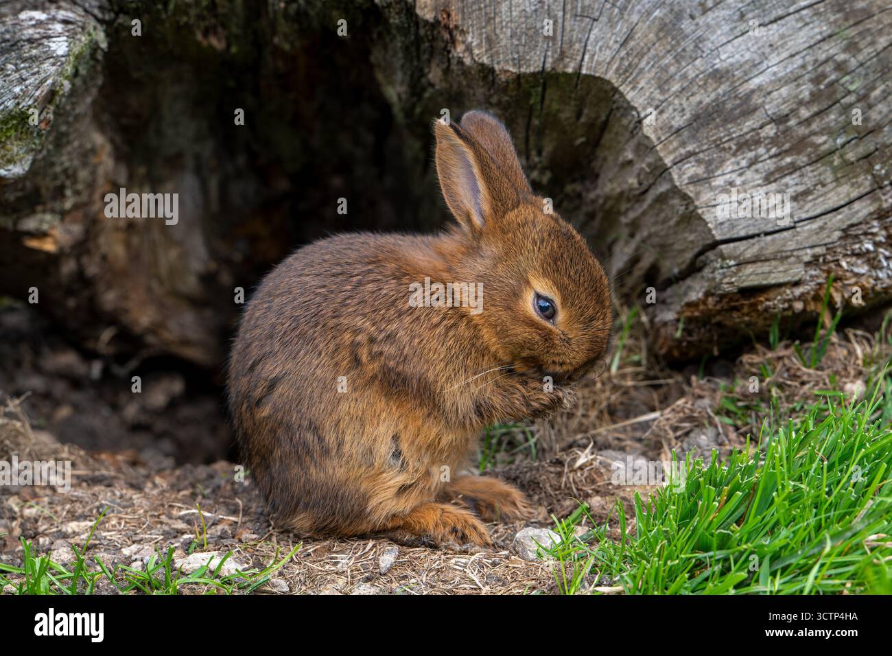 Jeune châtaigne brune de Lorraine / Brun Marron de Lorraine, race française de lapin domestique de la région Lorraine en France Banque D'Images