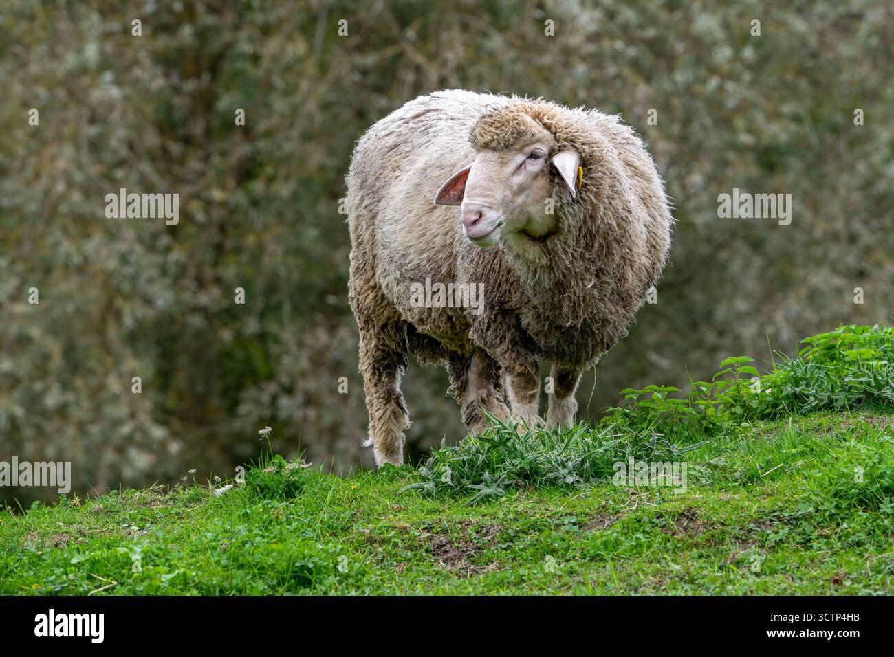 Est à laine Merinos, race blanche allemande et française de moutons mérinos de la région Alsace Lorraine en France Banque D'Images